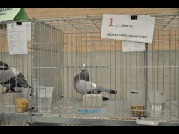 Concurso de Palomas 2012